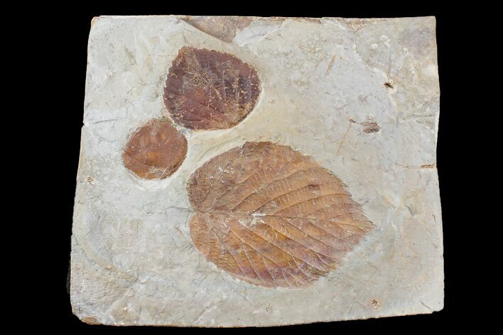 Three Fossil Leaves (Zizyphoides, Beringiaphyllum & Davidia) - Montana #165041
